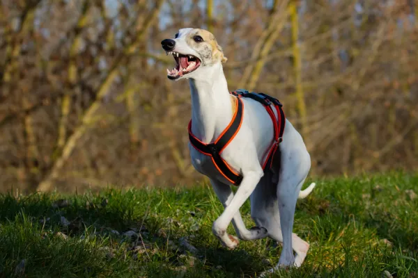 Whippet Puppy Package