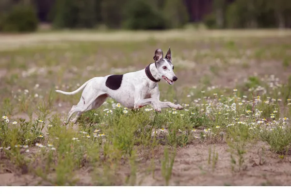 Whippet Black and white running