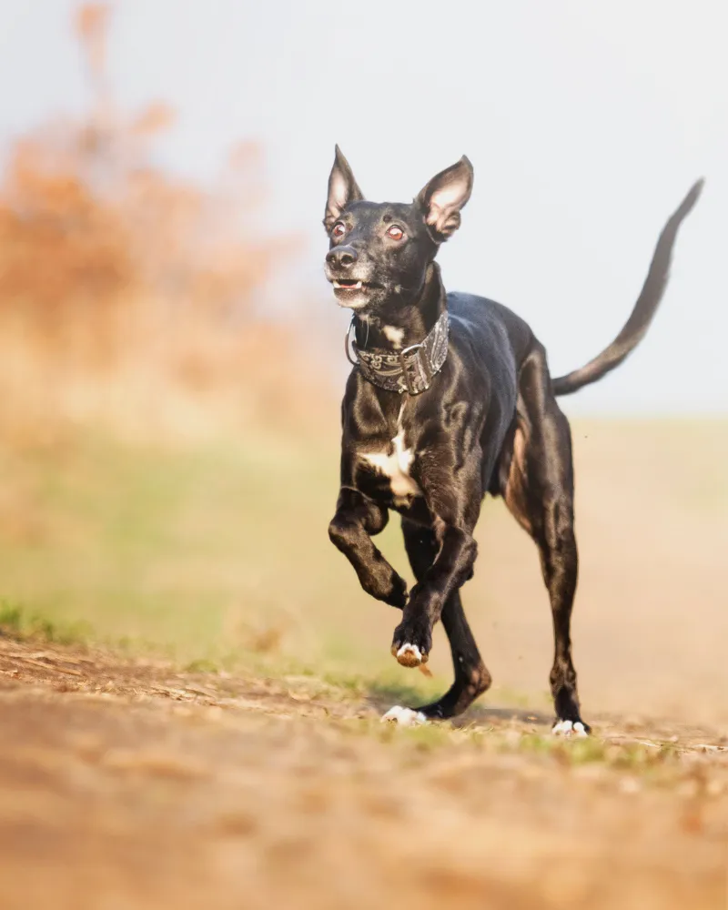 Black Whippet off lead