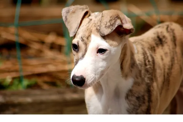 Whippet ears