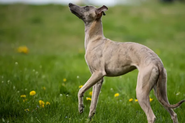 Fawn Brindle Whippet With Paw Lifted