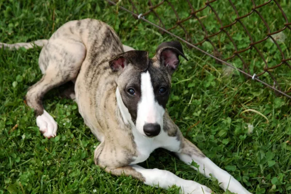 Whippet Puppy Package