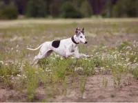 Whippet off the lead at the beach