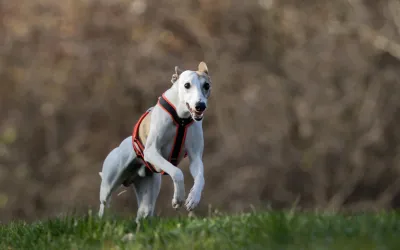 Whippet Brindle with white