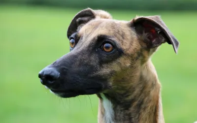 Brindle whippet with white blaze