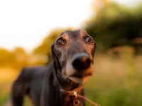 brindle whippet mouth open walking
