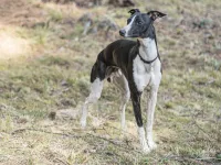 Black Whippet in blue harness offlead
