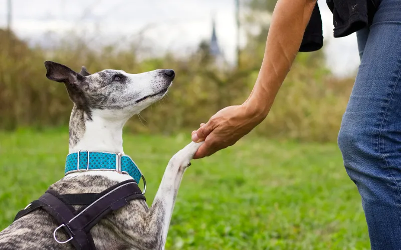 Whippet Giving paw