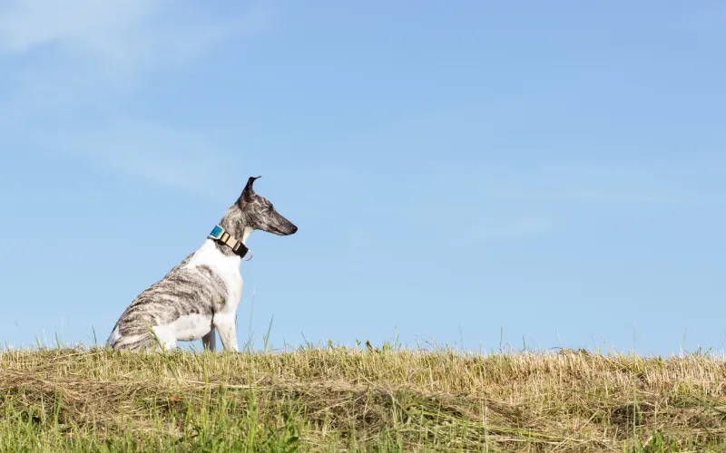 Offlead Whippet sat with blue sky