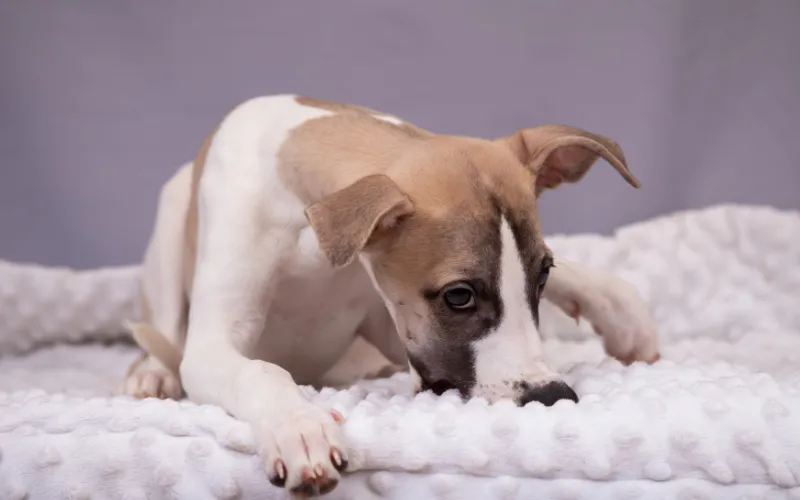 Whippet Puppy Biting a blanket