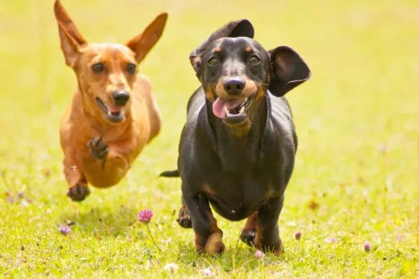 Whippet sat looking at owners in kitchen