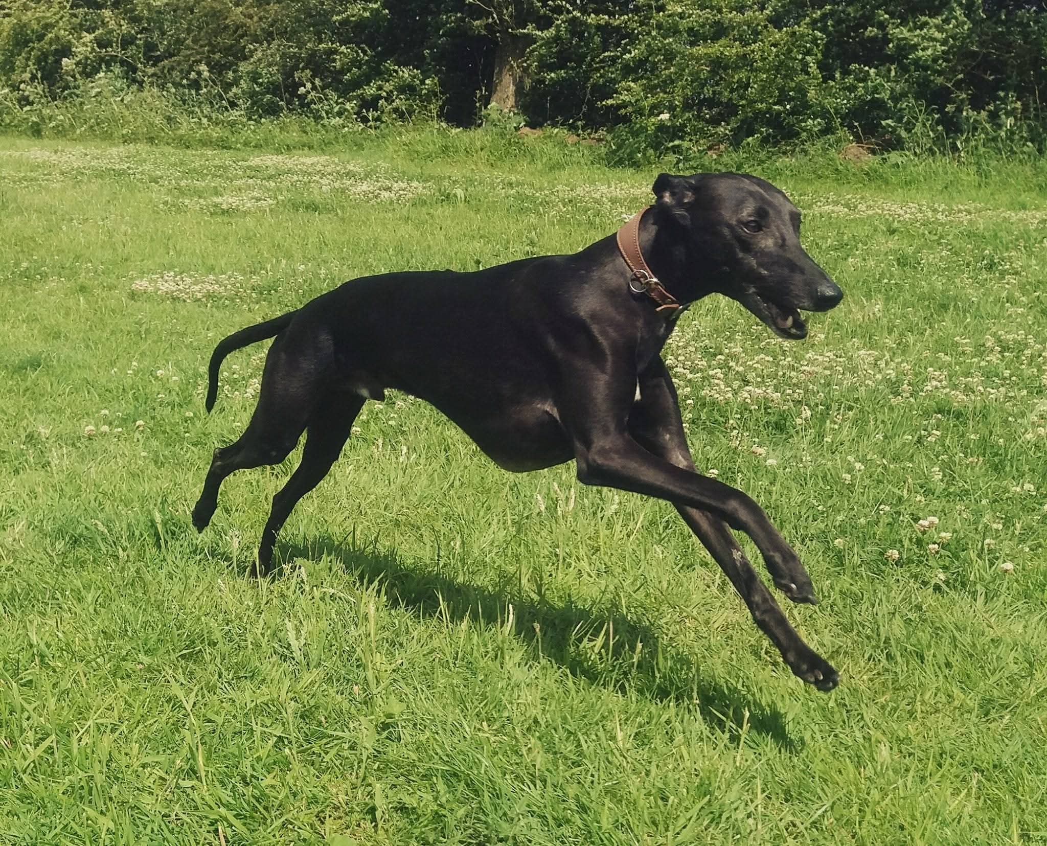 Black Whippet mid Running