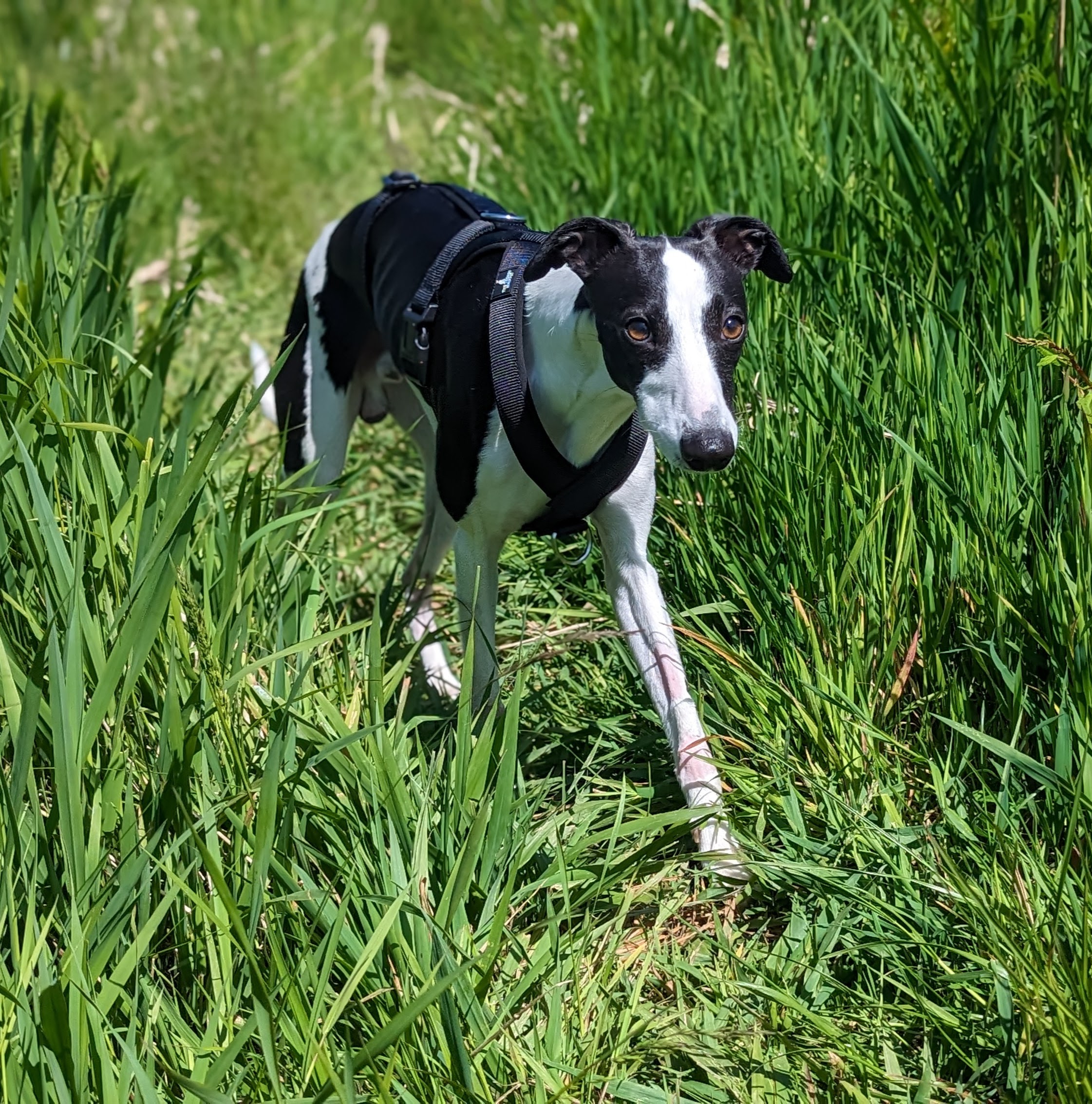 Offlead Black and White Whippet