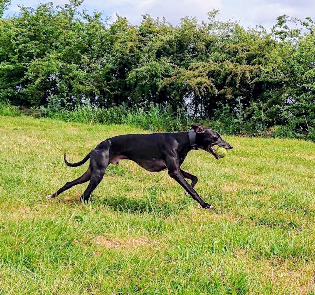 Black Whippet running With Ball in Mouth