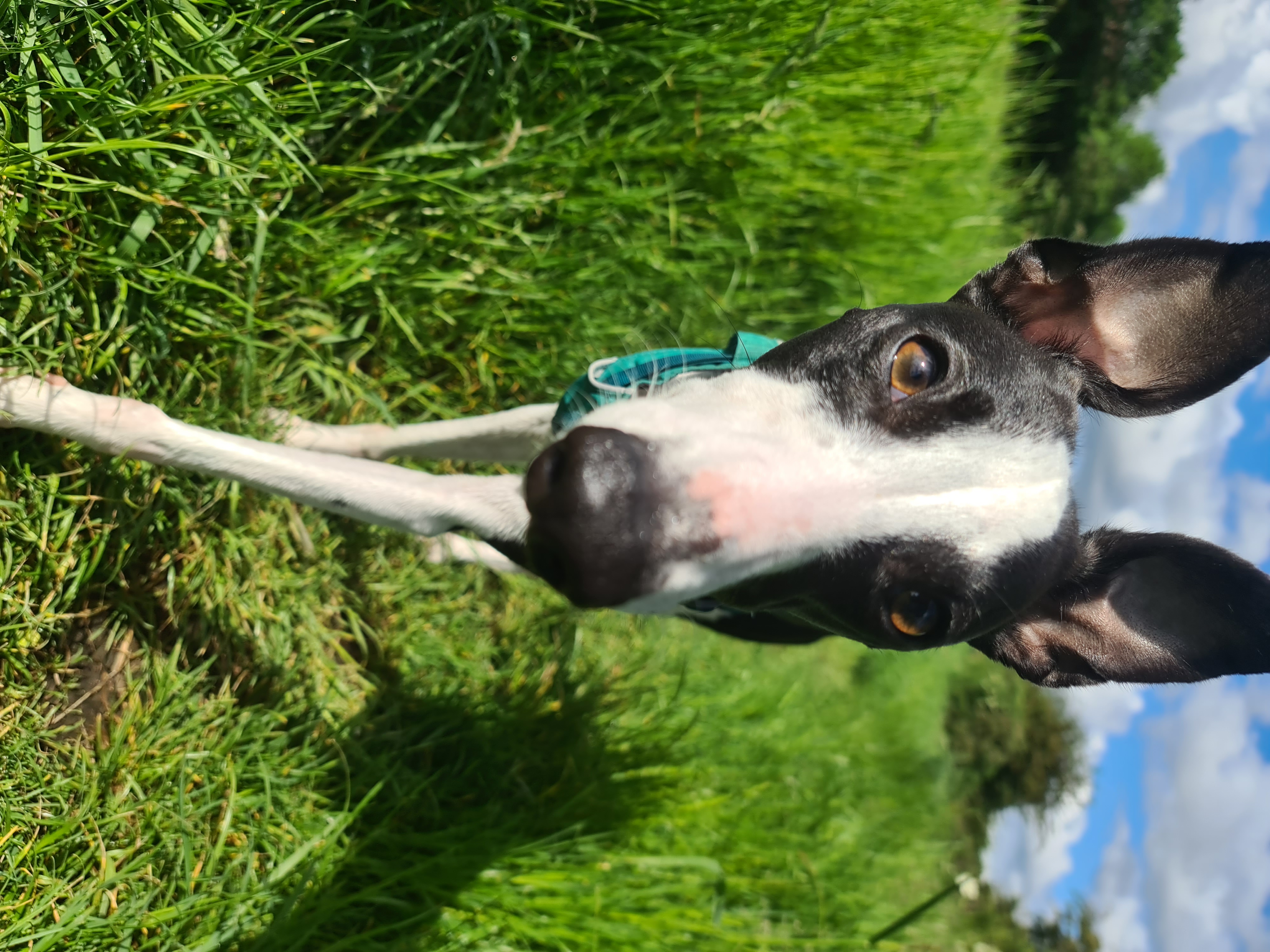 fflead Whippet running to camera