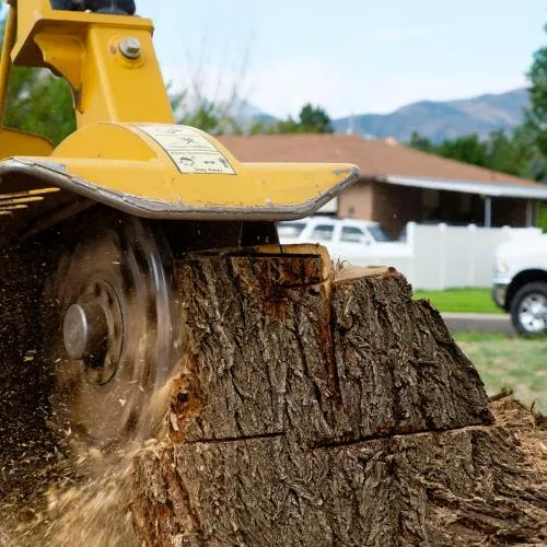 Tree stump