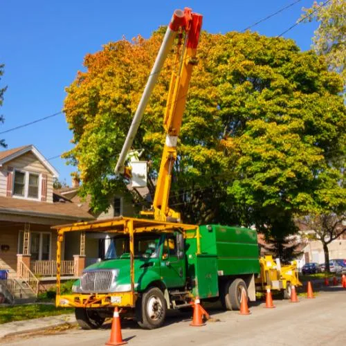 tree removal by our truck