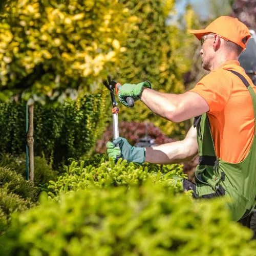 professional tree trimming services