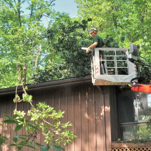 hazardous tree removal