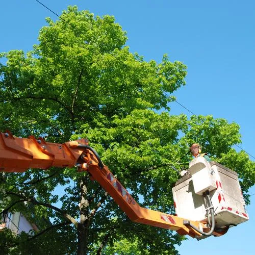 man doing tree trimming