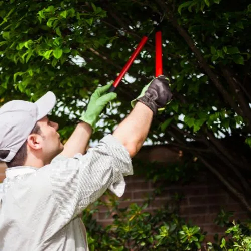 tree pruning & trimming