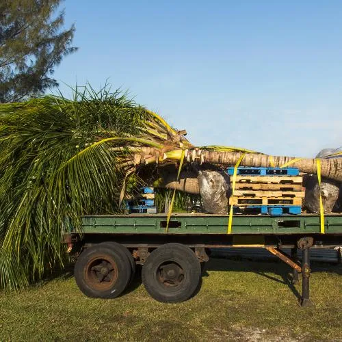 tree relocation