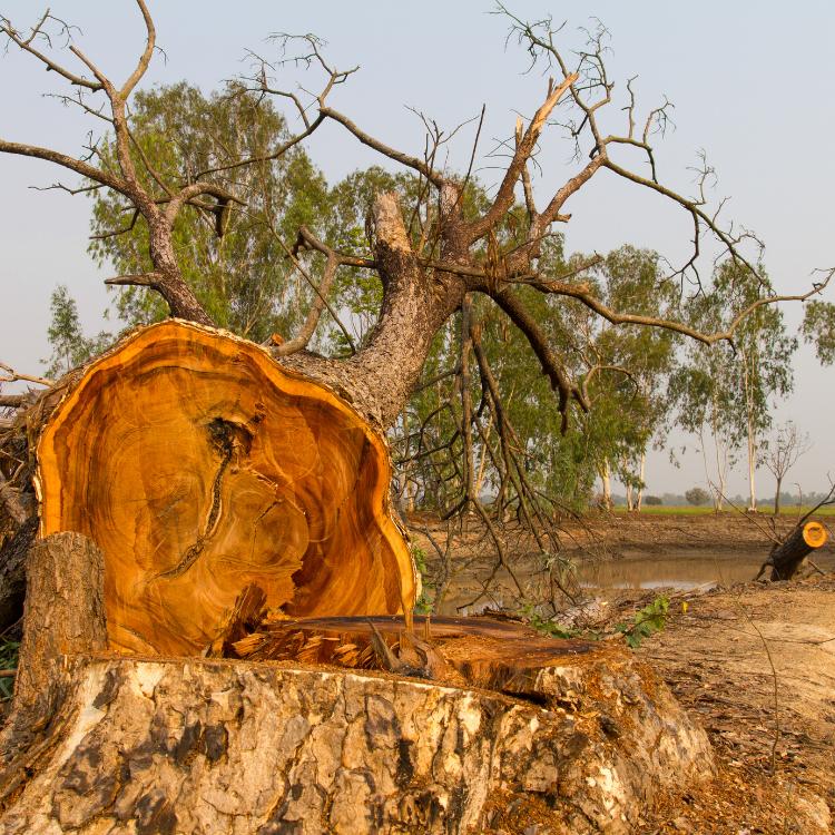 Tree stump being ground