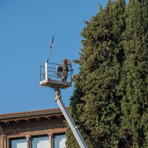 tree trimming services