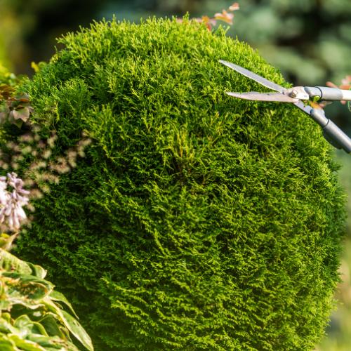 tree trimming of bonsai plant