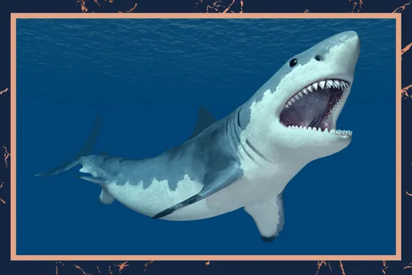 great white shark with teeth showing