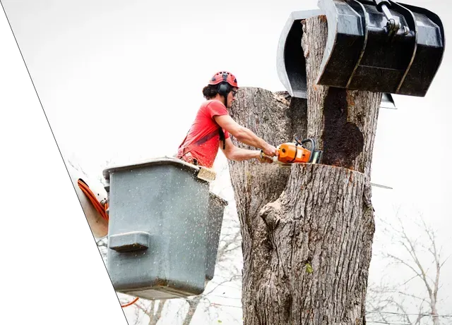 brown bird on gray rock