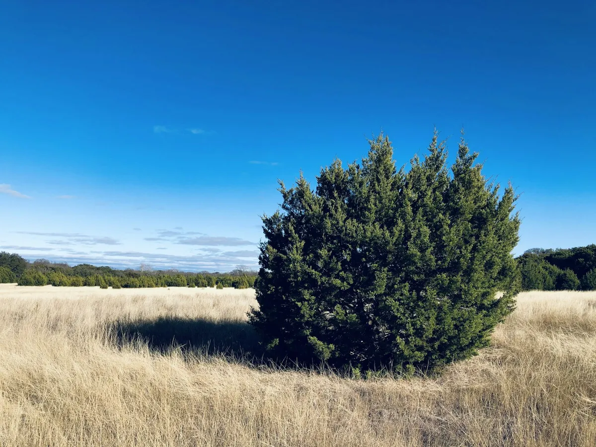 Solitary native cedar tree on open Central Texas ranch land under a blue sky, the kind of undeveloped homesite an Atlas custom home is designed around