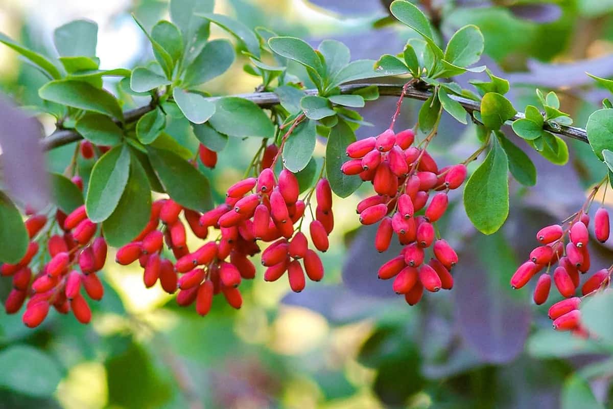 Berberine HCL