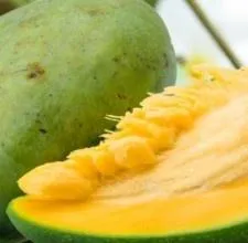 African Mango Seed Extract 