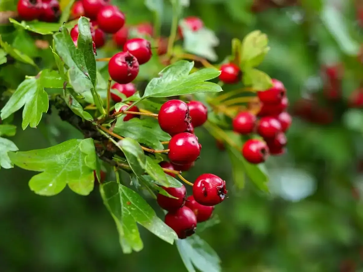 Hawthorn Berry Extract