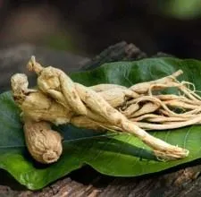 Panax Ginseng