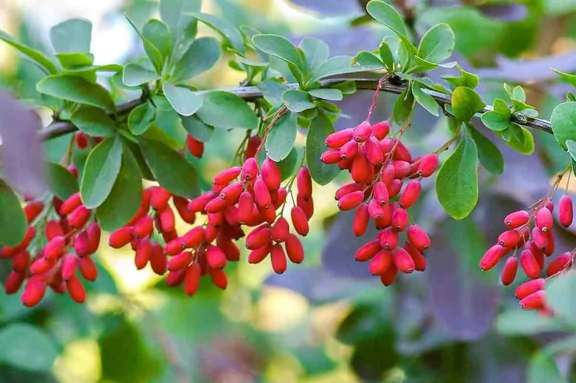 Berberine 