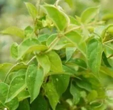 Gymnema Sylvestre