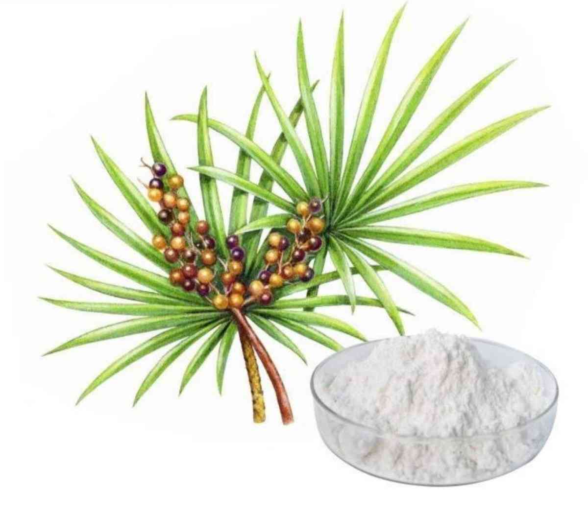 Saw Palmetto Berry Extract