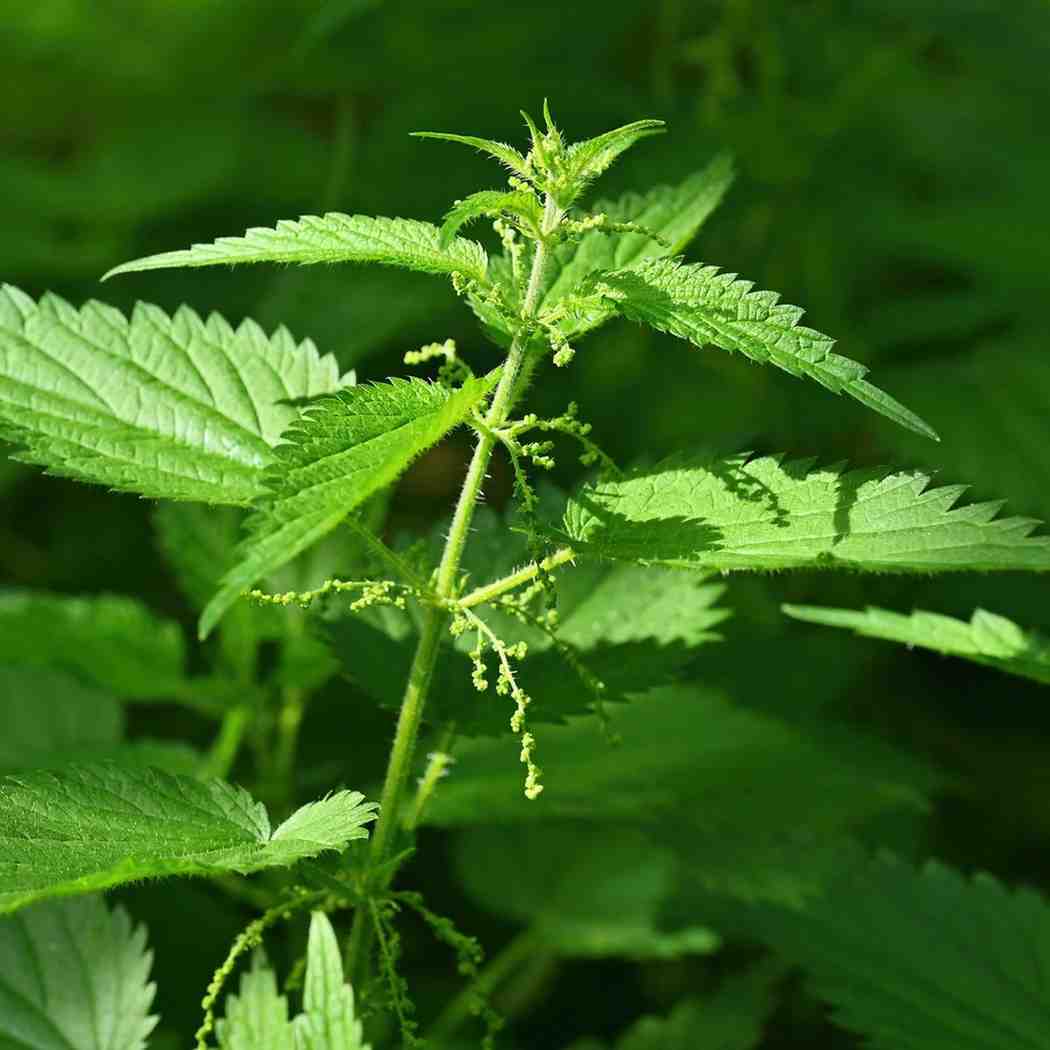 Nettle Leaf Extract