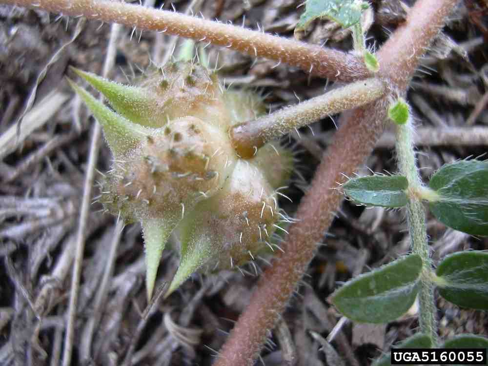 Tribulus Terrestris