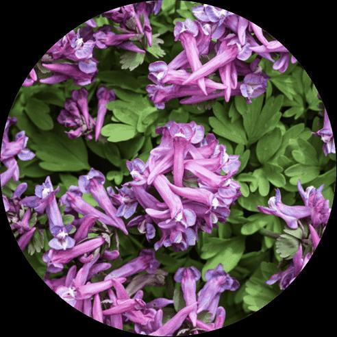 Panax Ginseng Aerial Extract