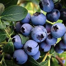 Bilberry Extract