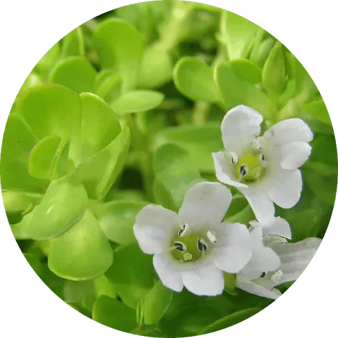 Gymnema Sylvestre