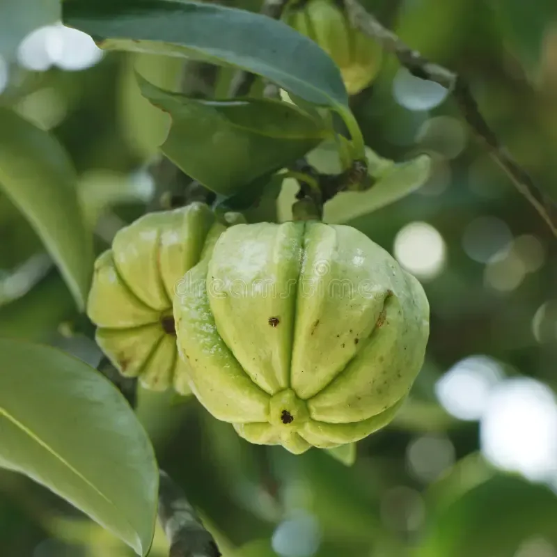 Garcinia Cambogia
