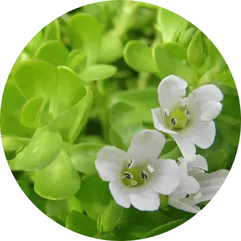 Bacopa Monnieri Extract 🌿