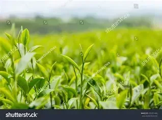 🍵 Green Tea Leaf Extract🌿
