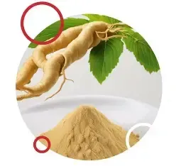 Panax Ginseng
