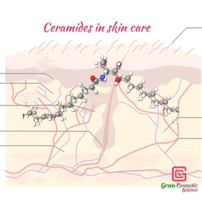 Ceramides