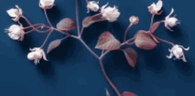 Horny Goat Weed
